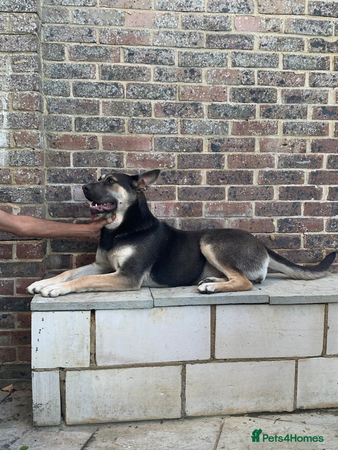 Mixed Breed dogs for sale: Cane Corps X German Shepherd  - Image 2