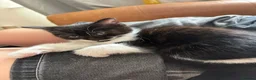 Mixed Breed cats for sale: Black and White Fluffy Male Kitten - Advert 15