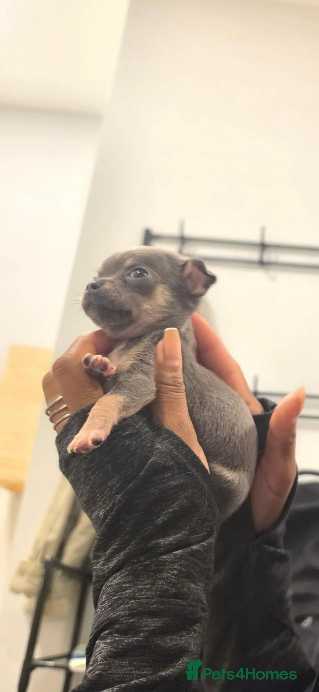 Chihuahua dogs for sale: Chihuahua Blue Tri. 1 Boy 1 Girl   - Advert 2