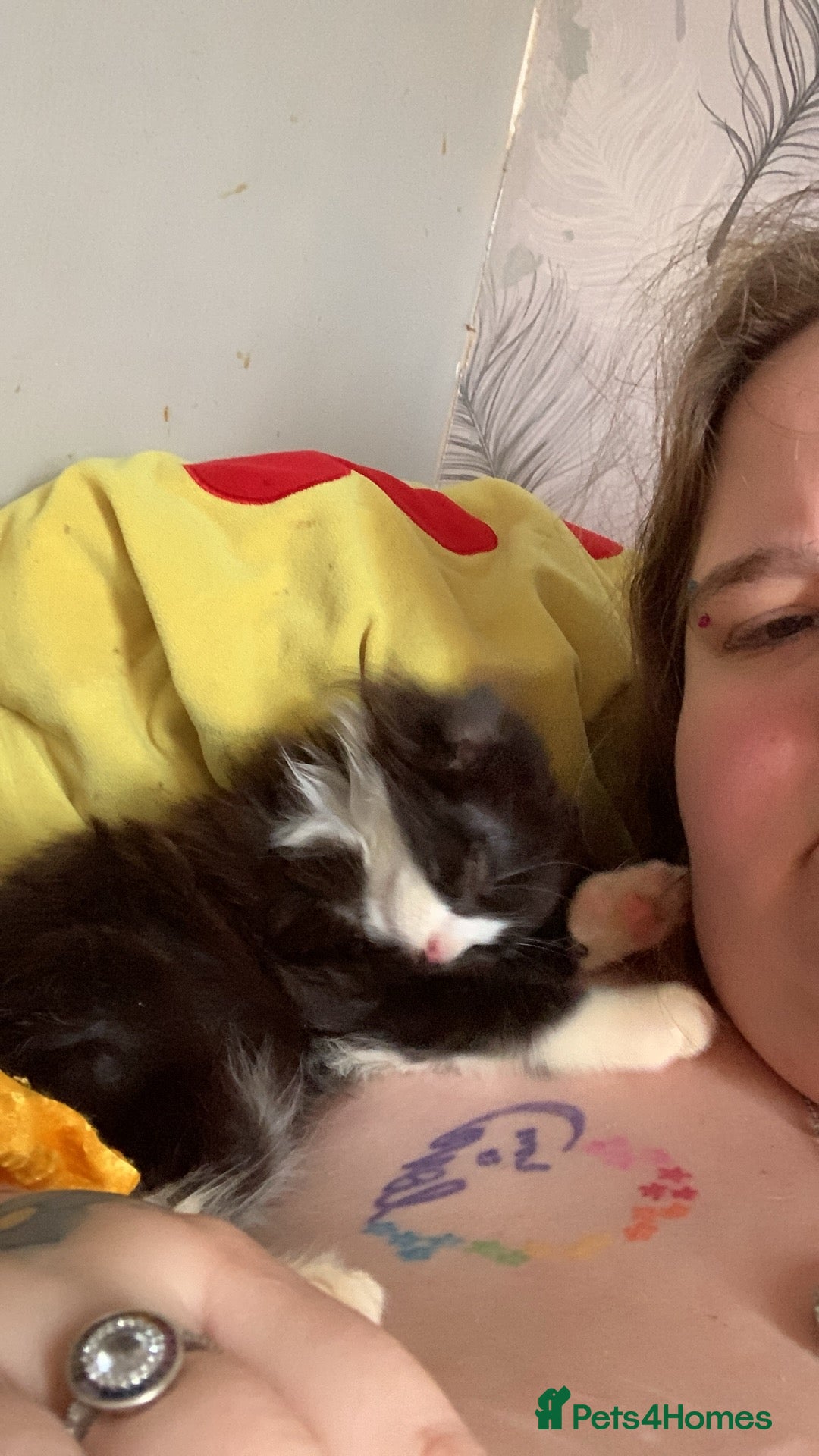 Brazilian Shorthair cats for sale:  14 week 5 day boy  - Image 3