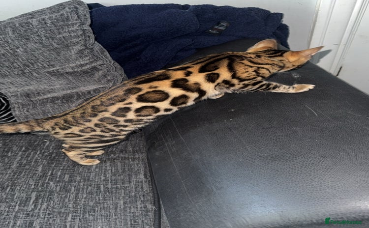 Bengal cats - Advert 4