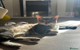 Bengal cats for sale: Female bengal cat  - Image 2