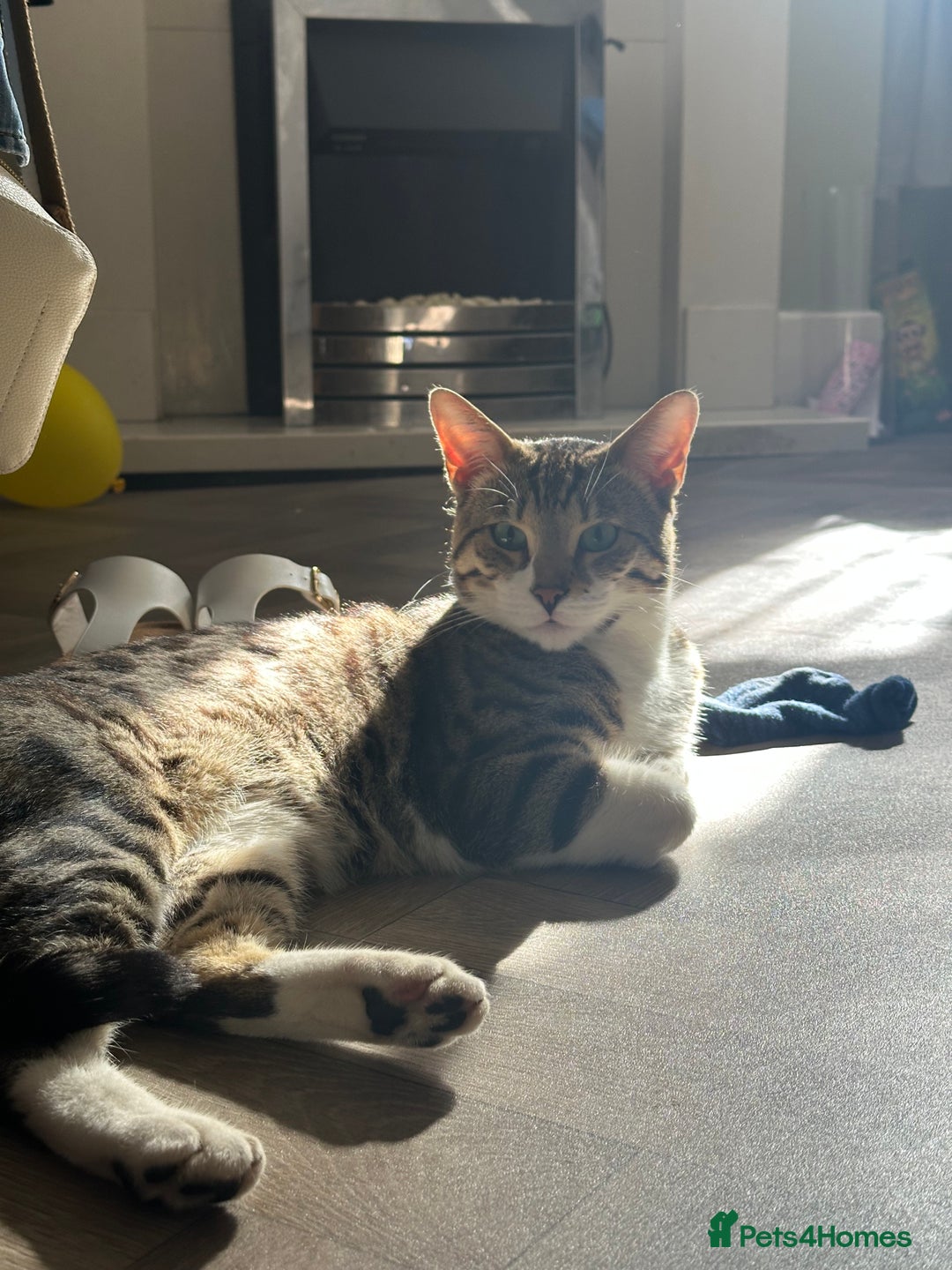 Bengal cats for sale: Female bengal cat  - Image 2