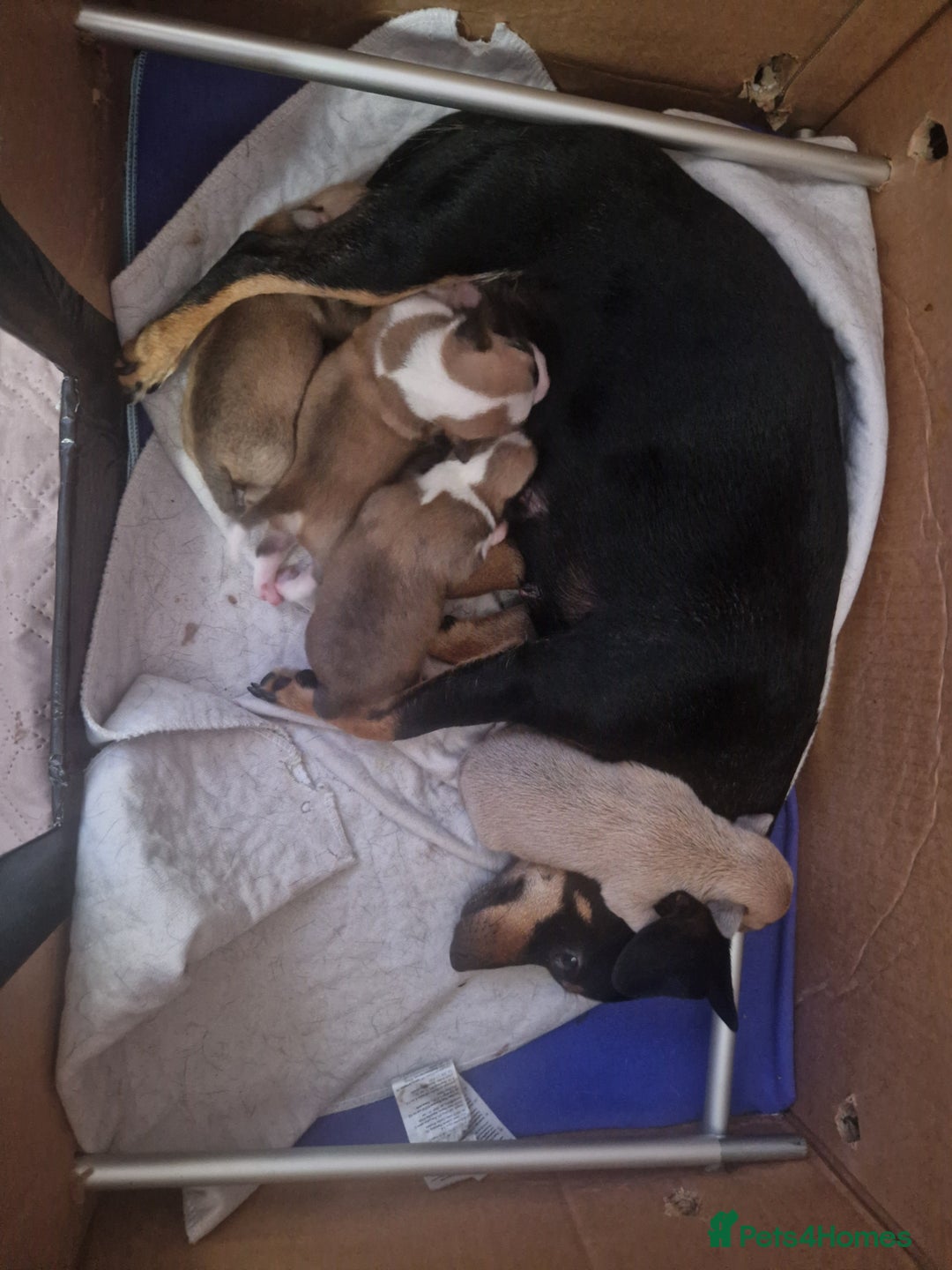 Mixed Breed dogs for sale: Chihuahua x jack russell pups - Image 2