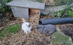 Mini Lop rabbits for sale: Bonded pair of cute friendly young mini lop boys - Image 7