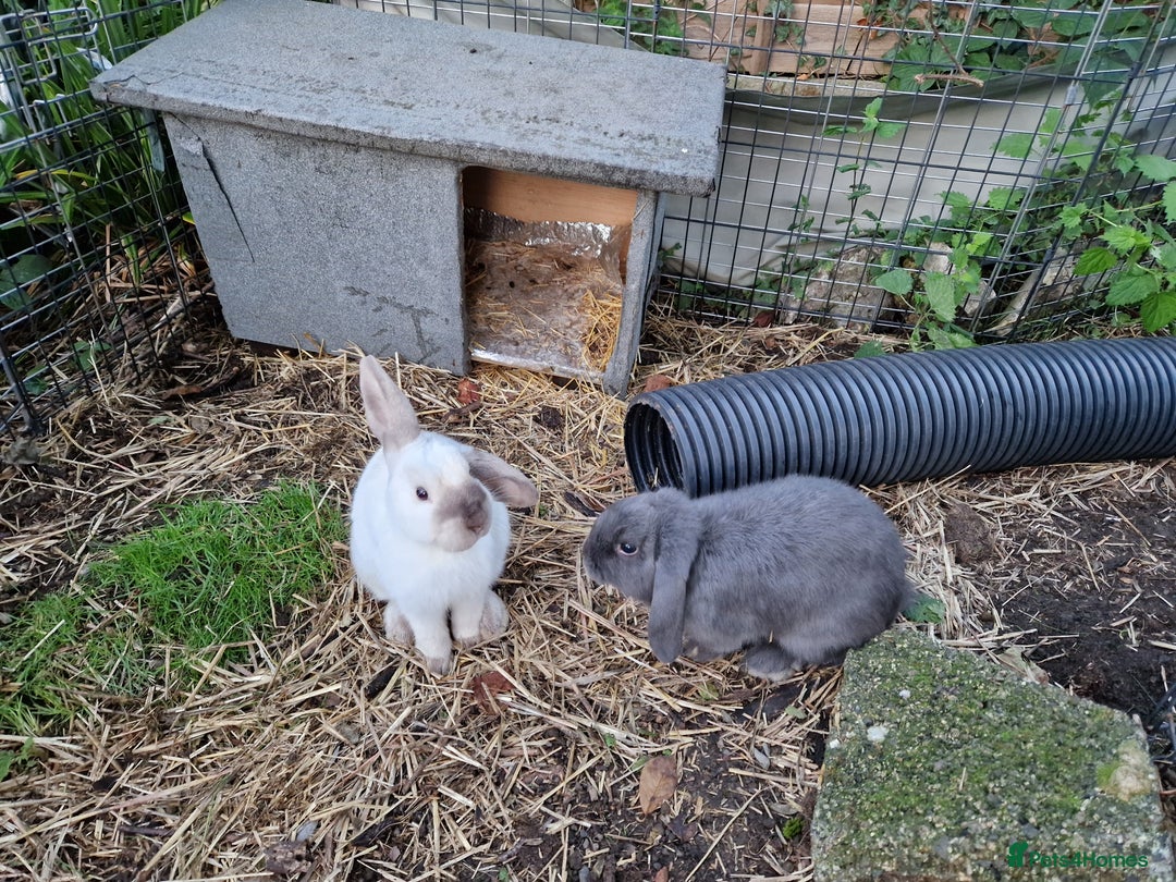 Mini Lop rabbits for sale: Bonded pair of cute friendly young mini lop boys - Image 7