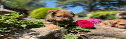 Norfolk Terrier dogs for sale: Stunning KC registered Norfolk terriers - Advert 18