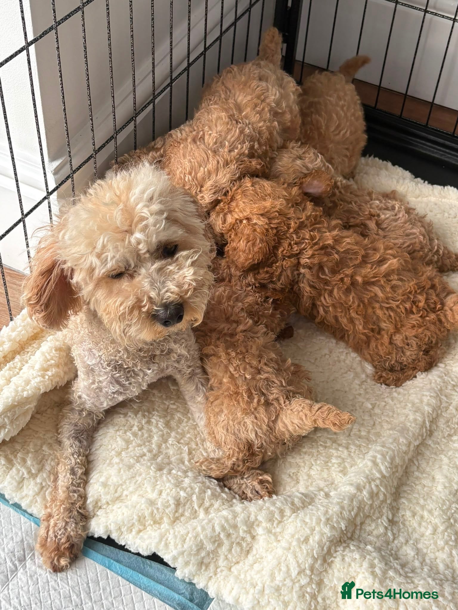 Yorkiepoo dogs Beautiful red yorkipoos - Advert 2