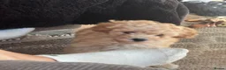 Toy Poodle dogs for sale: Toy poodles for sale  - Advert 7