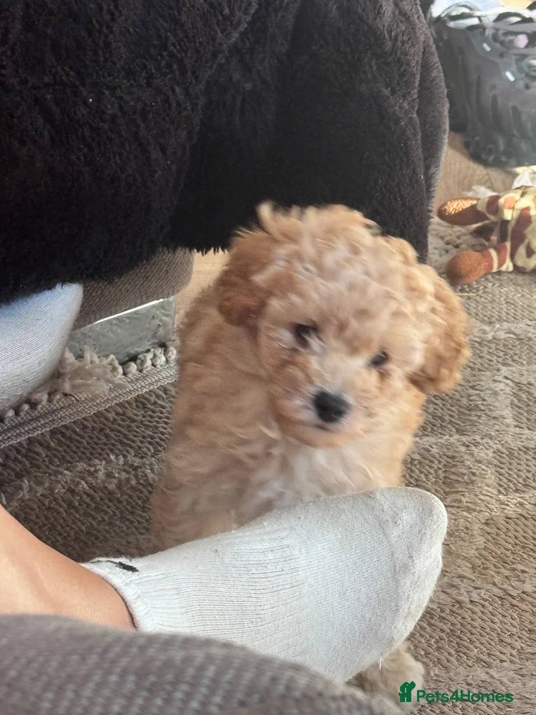 Toy Poodle dogs for sale: Toy poodles for sale  - Advert 7