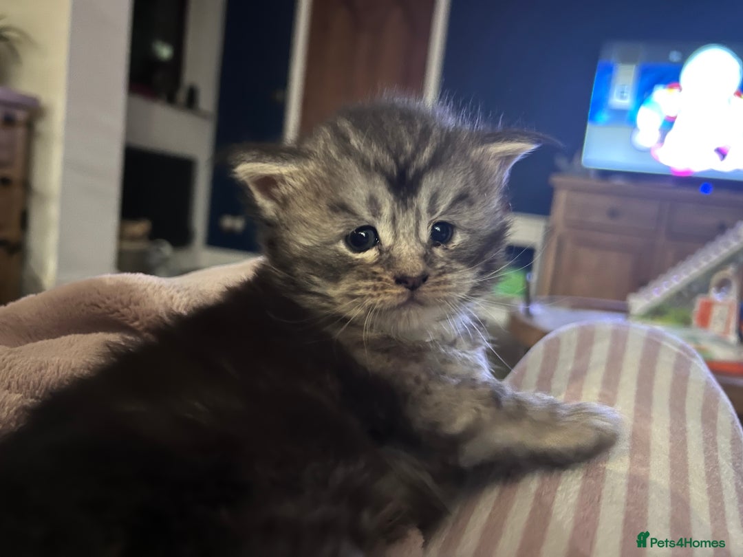 Maine Coon cats for sale: GCCF registered Maine coon kittens - Advert 1
