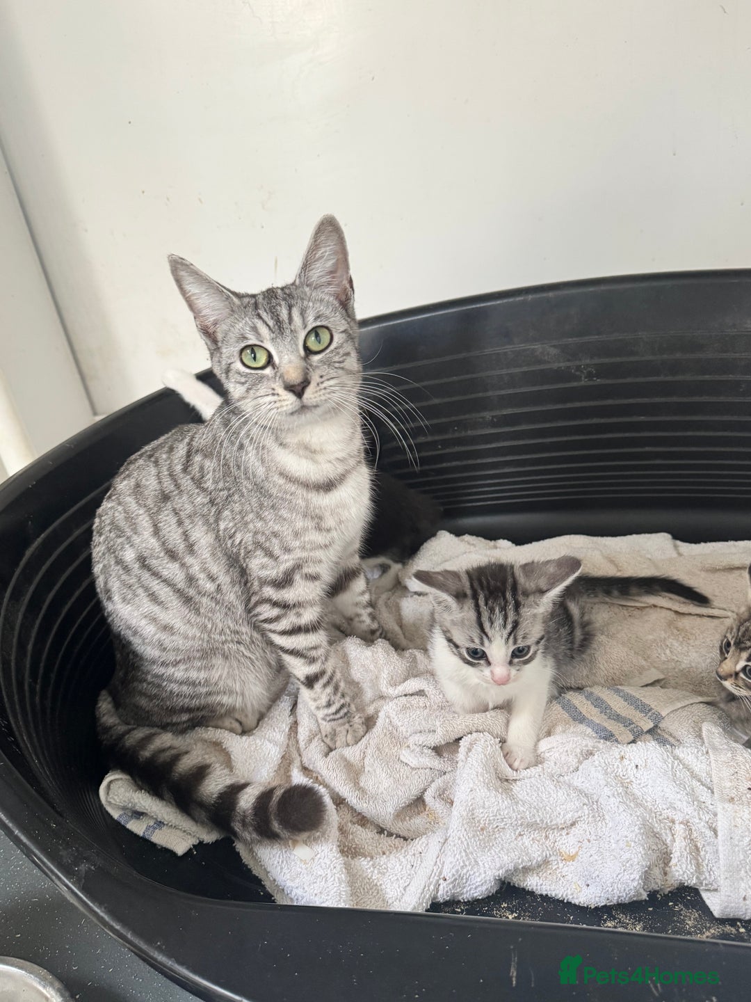 Mixed Breed cats for sale: 4 cute kittens  - Advert 1