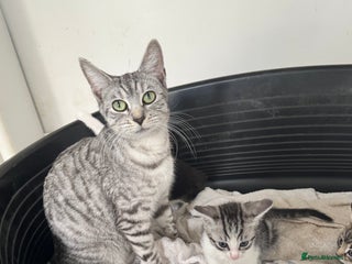 Mixed Breed cats 4 cute kittens - Advert 1