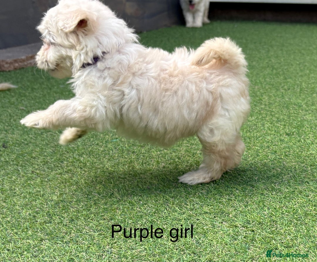 Cockapoo dogs for sale: F1B cockapoo (ready to go)  - Image 7