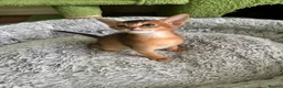 Abyssinian cats for sale: TICA 5* pedigree Abyssinian Kittens  - Advert 19