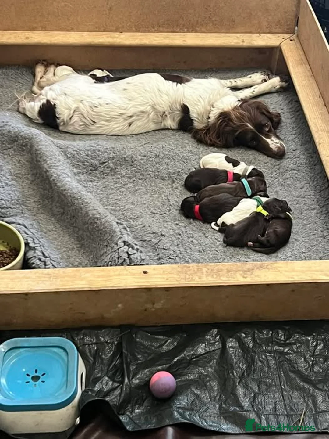 Sprocker dogs for sale: Beautiful Sprocker Puppies Available - Advert 2