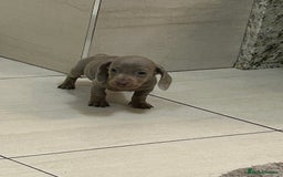 Miniature Dachshund dogs for sale: Miniature dachshund puppys - Image 1