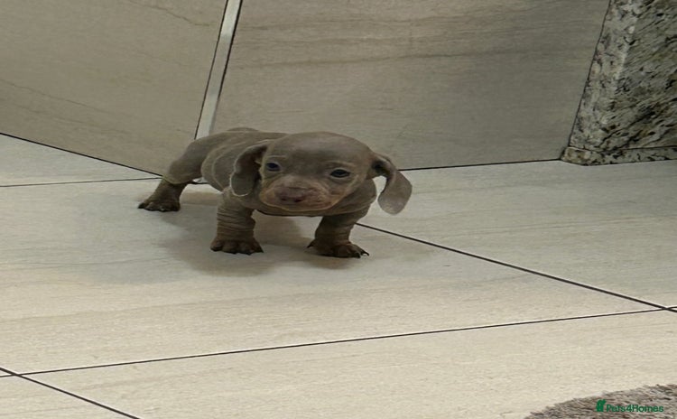 Miniature Dachshund dogs - Advert 1
