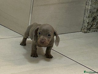 Miniature Dachshund dogs - Advert 23