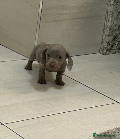 Miniature Dachshund dogs - Advert 13