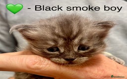 Siberian cats for sale: Hypoallergenic, fluffy, purebred healthy Siberians - Image 2