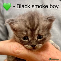 Siberian cats - Advert 2