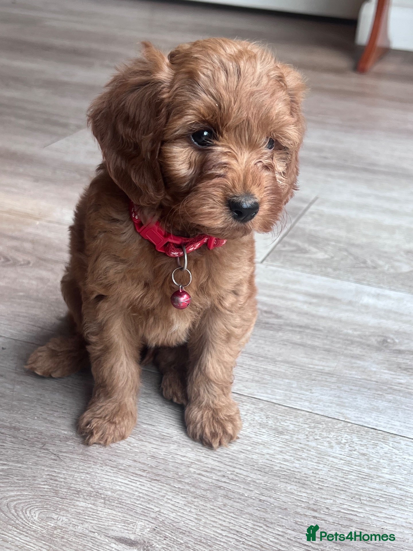 Cockapoo dogs Cockerpoo Puppies Ready - Advert 2