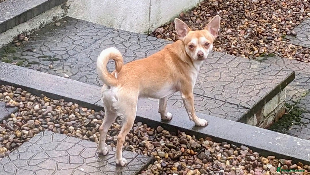 Chihuahua dogs for sale: 2 beautiful chihuahuas - Advert 14