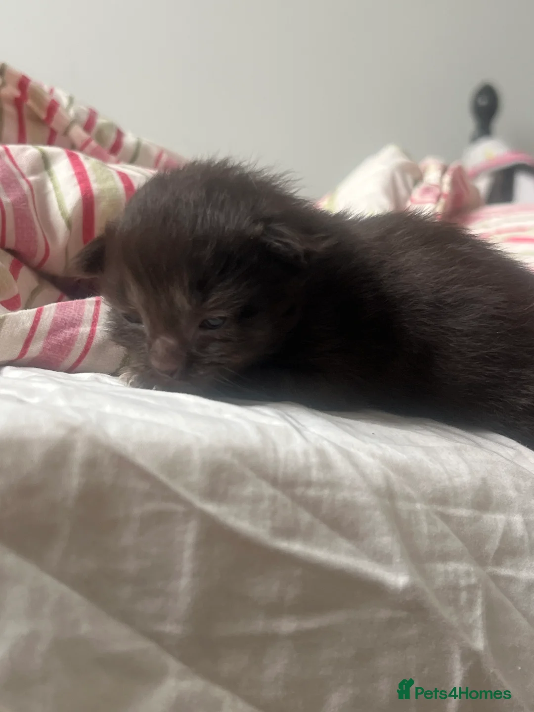 Maine Coon cats for sale: 4 beautiful maincoon mix tab kittens  - Advert 2