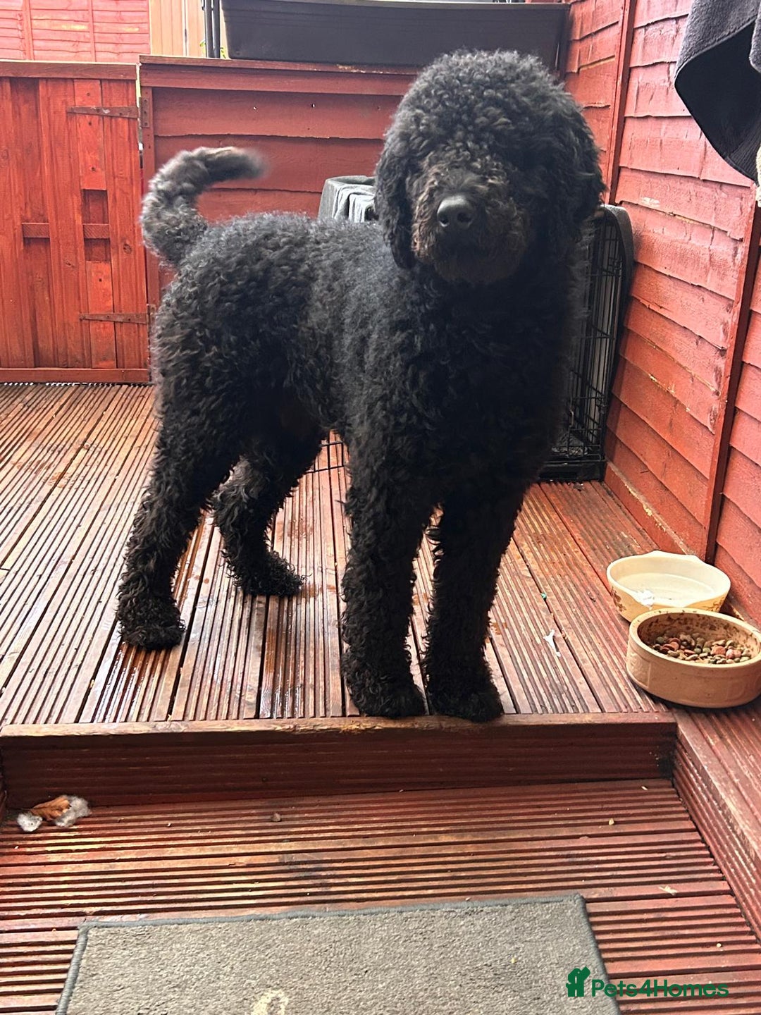 Goldendoodle dogs for sale: Goldendoodle adult (1,8 years) - Advert 3