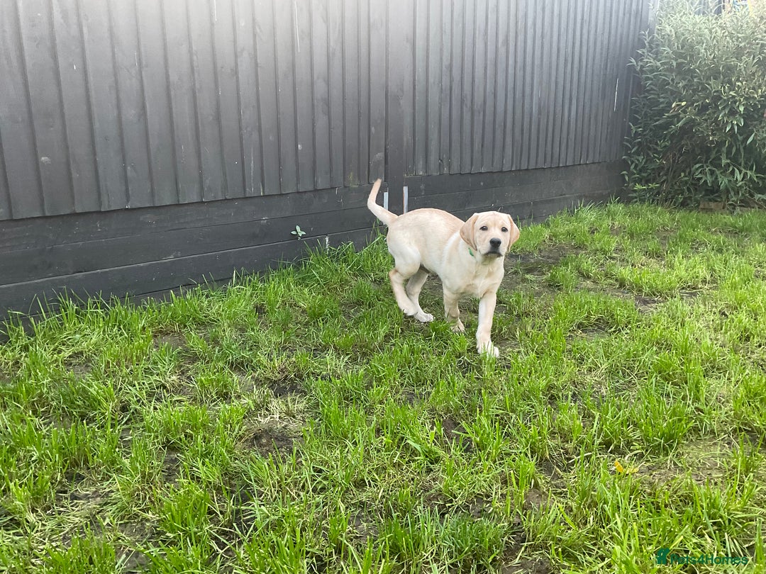 Labrador Retriever dogs for sale: Gorgeous, chunky pedigree Labrador puppy - Advert 4