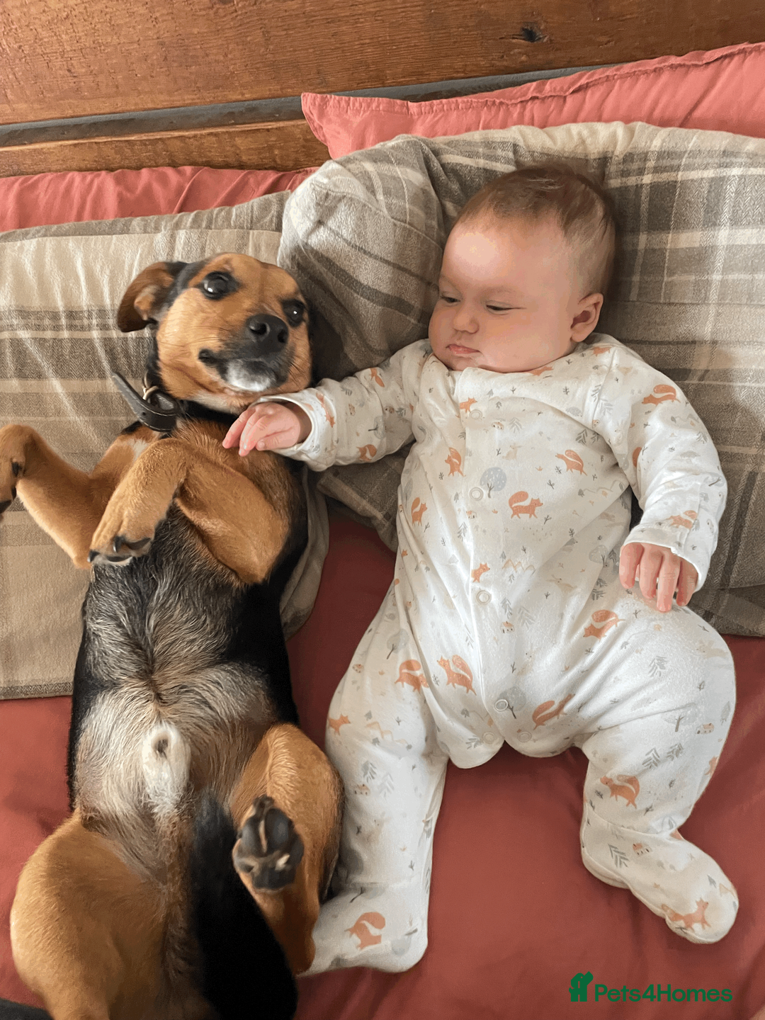 Jack Russell dogs for stud: Jack Russel for Stud Black and Tan - Advert 16