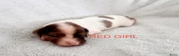 English Springer Spaniel dogs for sale: 🐾 Beautiful Springer Spaniel Puppies - Advert 7