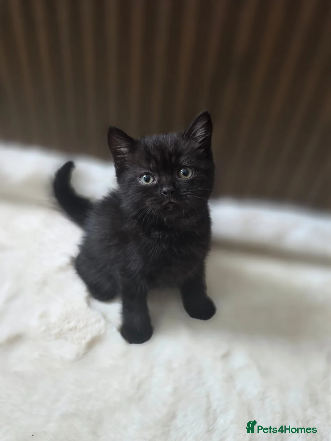British Shorthair cats for sale: 5 Pure British Shorthair Kittens  in Watford - Advert 2
