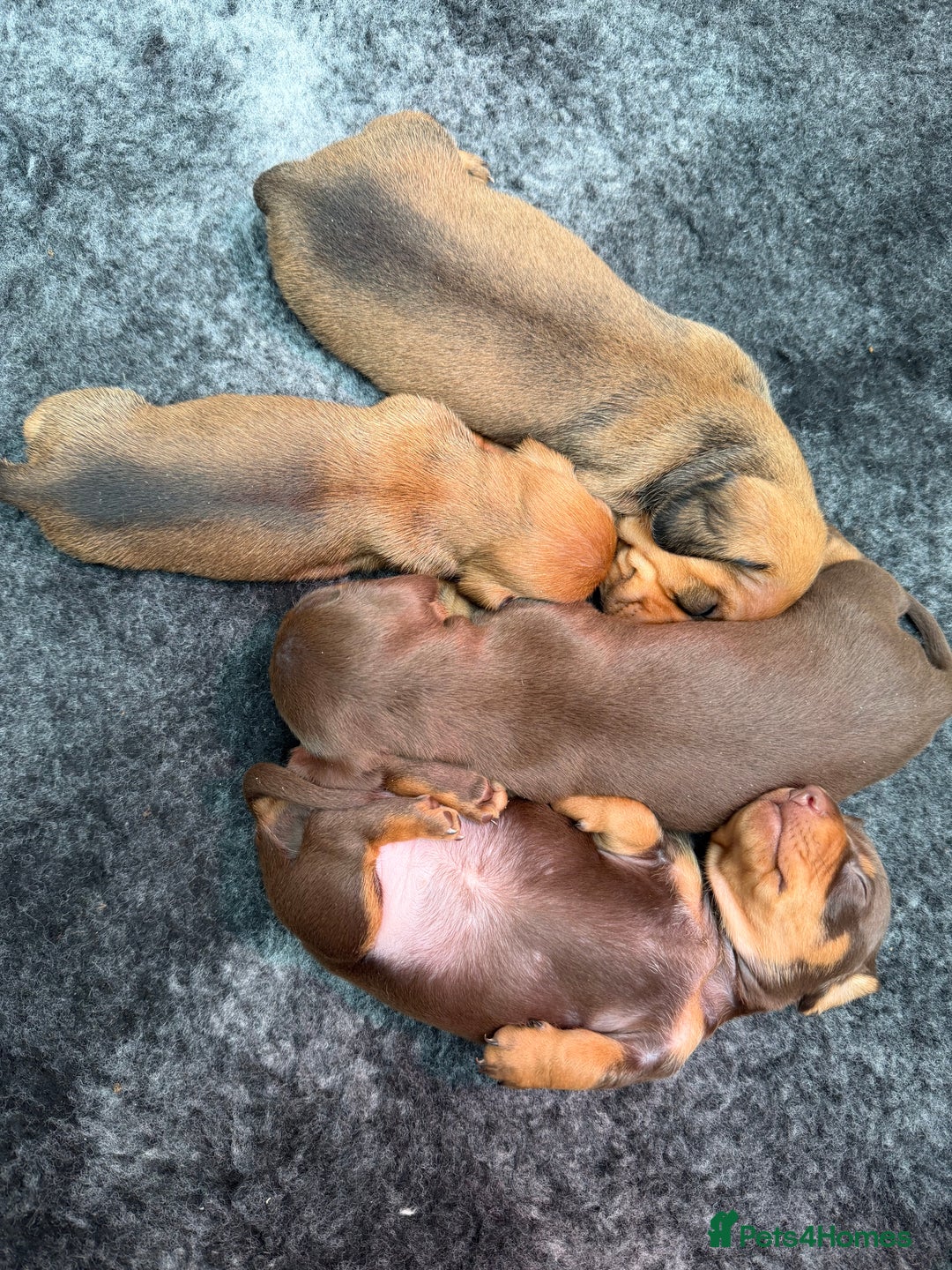 Miniature Dachshund dogs for sale: Gorgeous Miniature smooth Dachshunds  - Advert 10