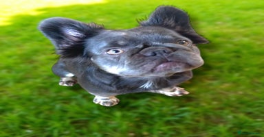French Bulldog dogs - Advert 6