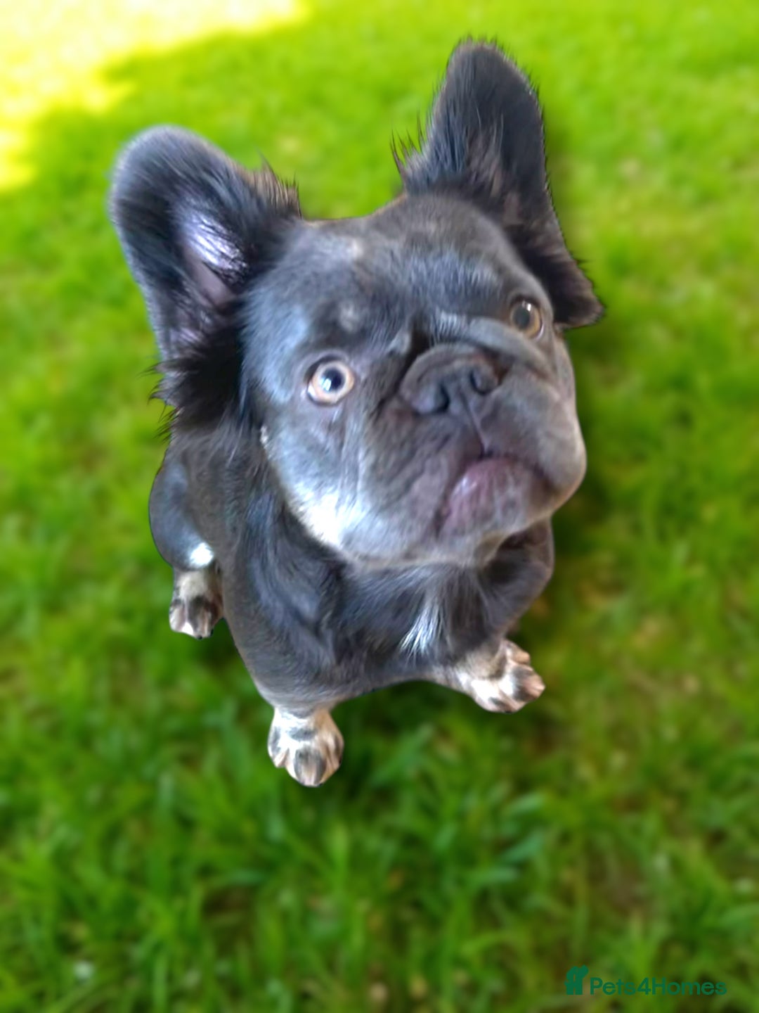 French Bulldog dogs for sale: Adult female fluffy Frenchie  - Image 3