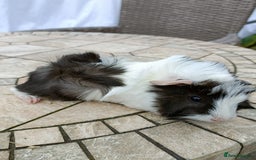 Guinea Pig rodents for sale: baby male guinea pigs various colours and types - Image 7