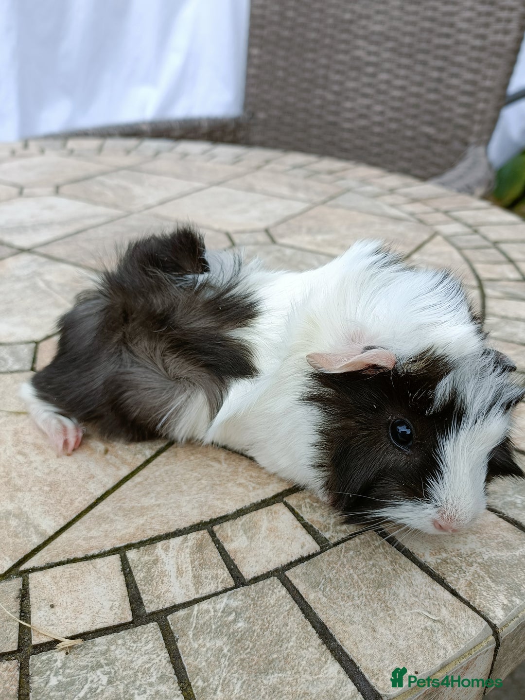 Guinea Pig rodents for sale: baby male guinea pigs various colours and types - Image 7