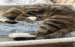 Bengal cats for sale: ****** for rehoming  - Image 6