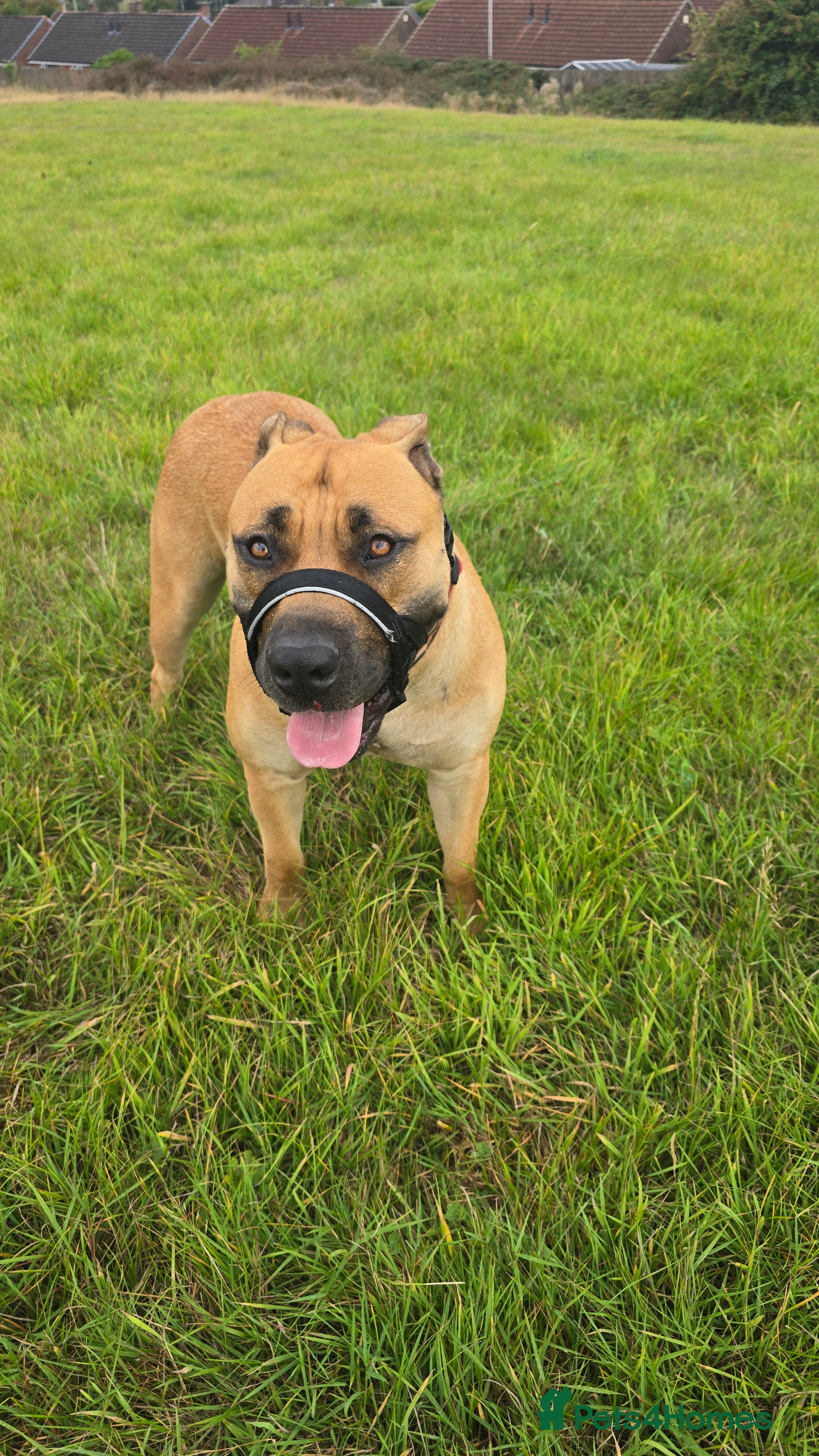 Boerboel dogs Female for rehoming  - Advert 1