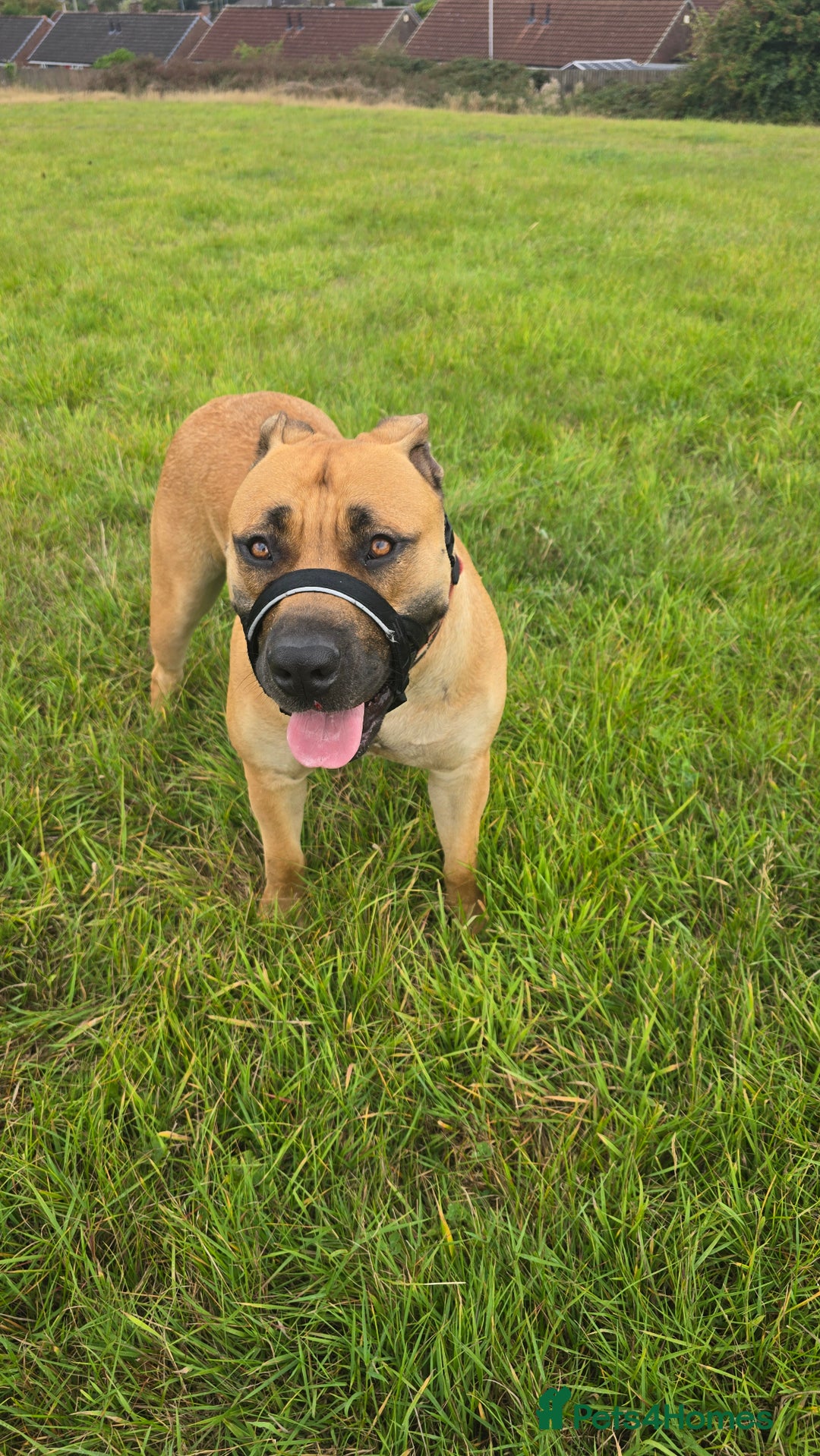 Boerboel dogs for sale: Female for rehoming  - Advert 1