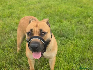 Boerboel dogs Female for rehoming - Advert 1