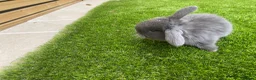 Mini Lop rabbits for sale: Beautiful baby mini lop bunnies 😍 - Advert 12