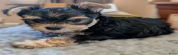 Yorkshire Terrier dogs for sale: Yorkshire Terrier Puppies — 2 Boys & 2 Girls Ready - Advert 13