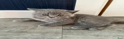 British Shorthair cats for sale: British Shorthair kittens in Lutterworth - Advert 4