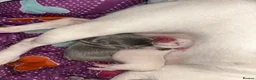 French Bulldog dogs for sale: Beautiful French Bulldog Puppies  in Welling - Advert 7