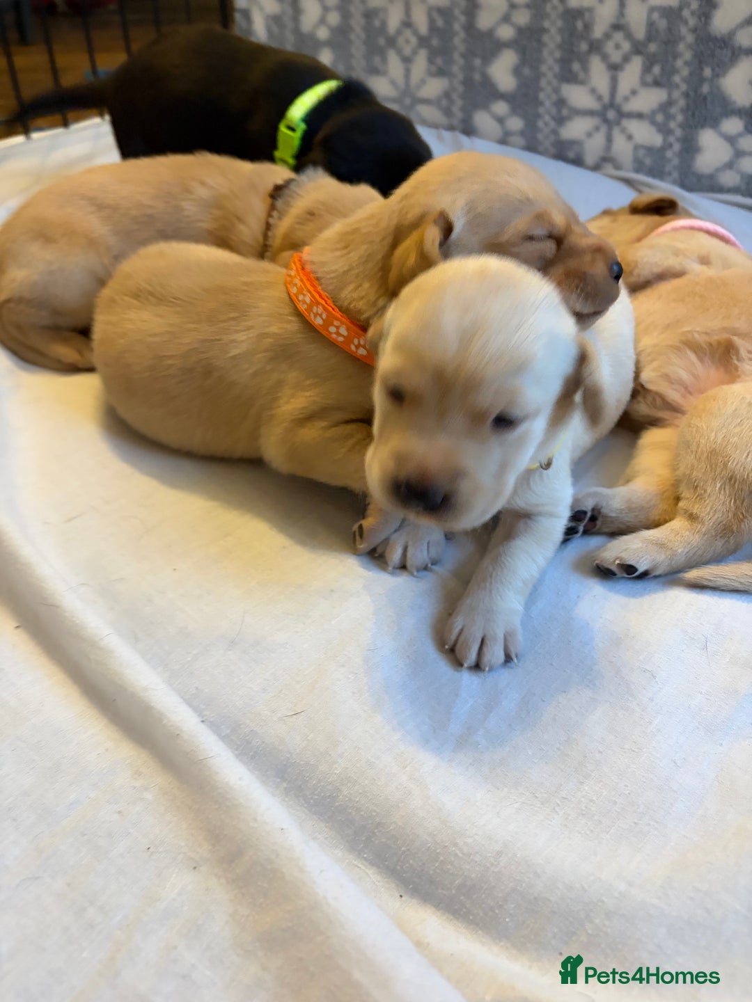 Labrador Retriever dogs for sale: KC Chunky Labrador Puppies - Advert 11