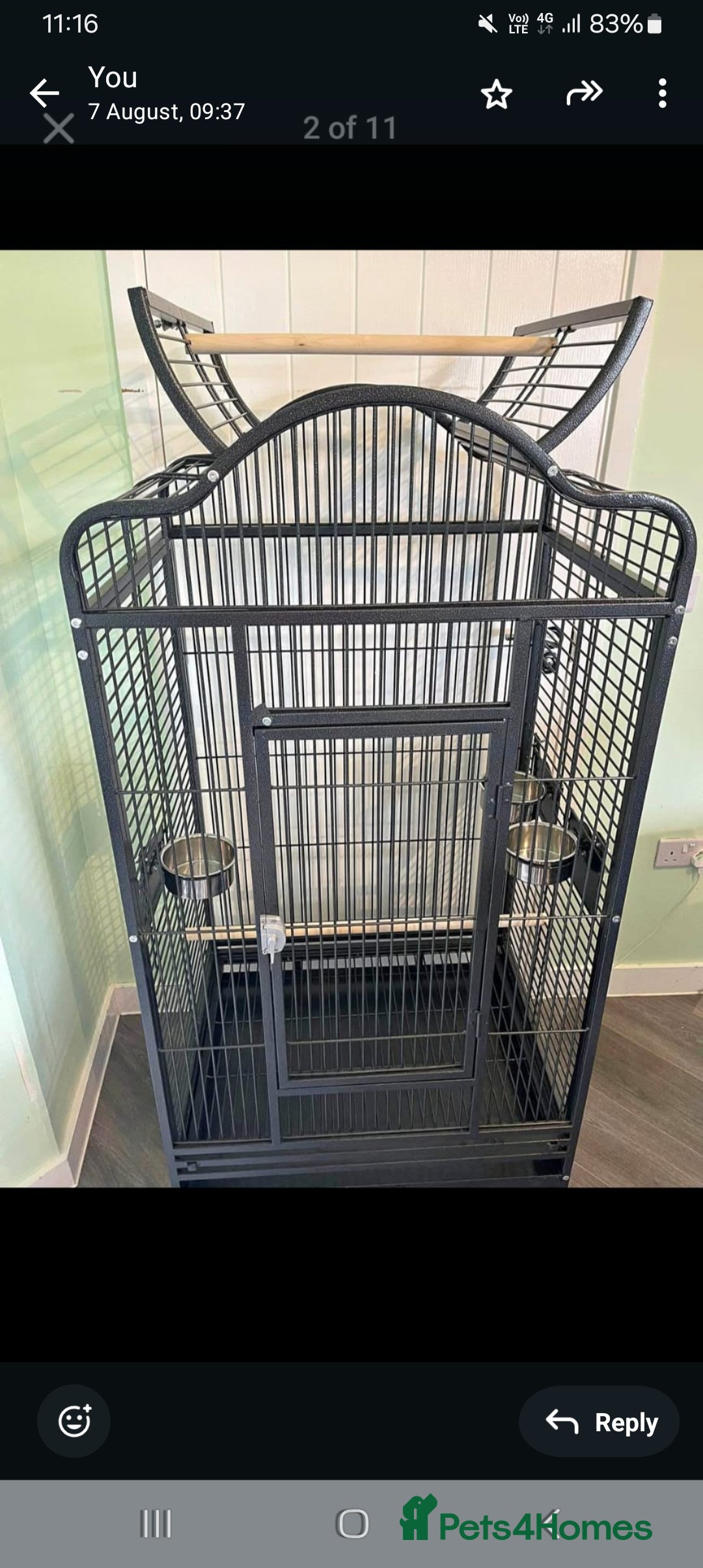 Parrots birds for sale: Elderly  amazon parrot - Image 1