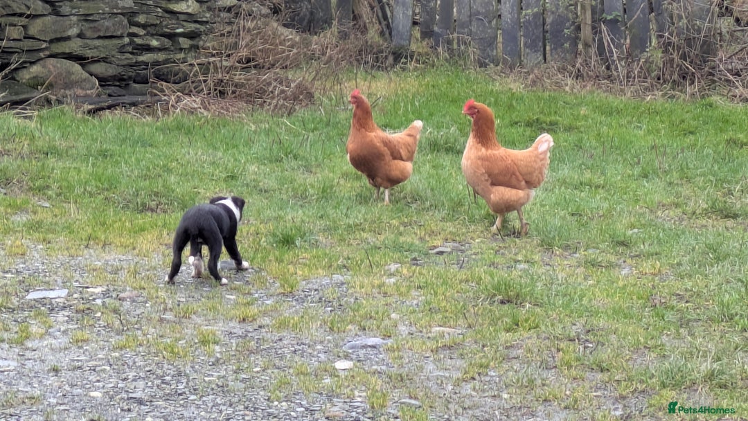 Border Collie dogs for sale: Three border collie pups for sale. - Advert 10